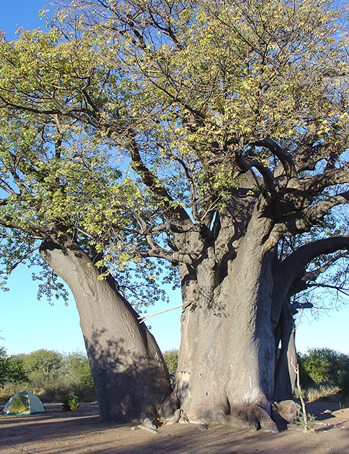 Baobab tree produces a fruit that is high in natural Vitamin C.