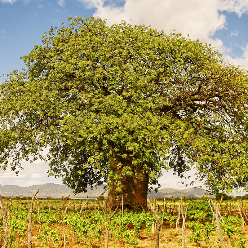 Organic baobab fruit is sustainably harvested by rural communities.