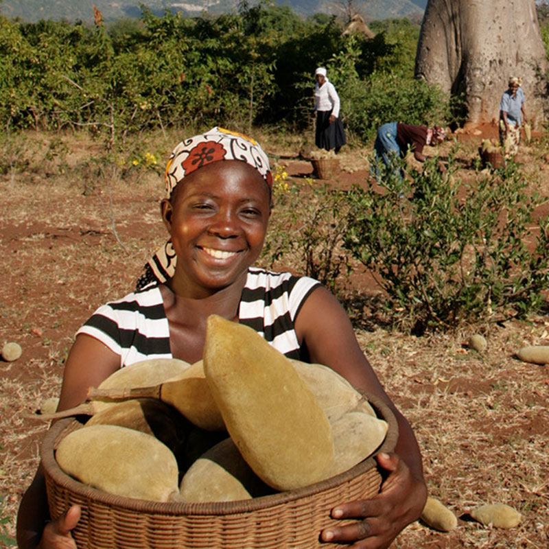 Natural ingredients are harvested throughout Africa for Organically Africa.