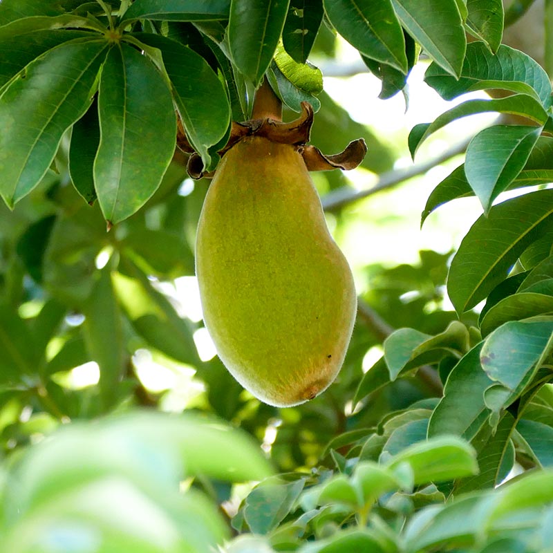 Organic Baobab Fruit On The Tree