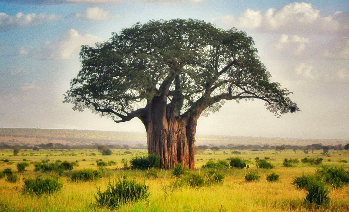 Organic Baobab Oil Is Made from Sustainable Baobab Tree Nuts